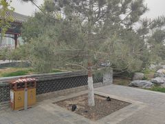 -西海子公园