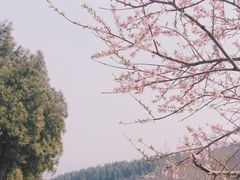 -原山国家森林公园