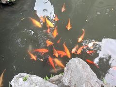 -沈大成(城隍庙店)