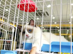 -曲阳花鸟市场(曲阳路店)