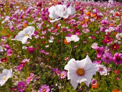 -春花秋色城市公园