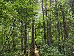 -五营红松林海景区