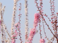 -河北省园博园