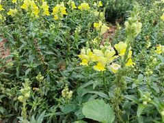 -松山湖梦幻百花洲