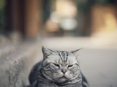-龙华寺
