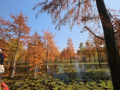 -池杉湖湿地公园