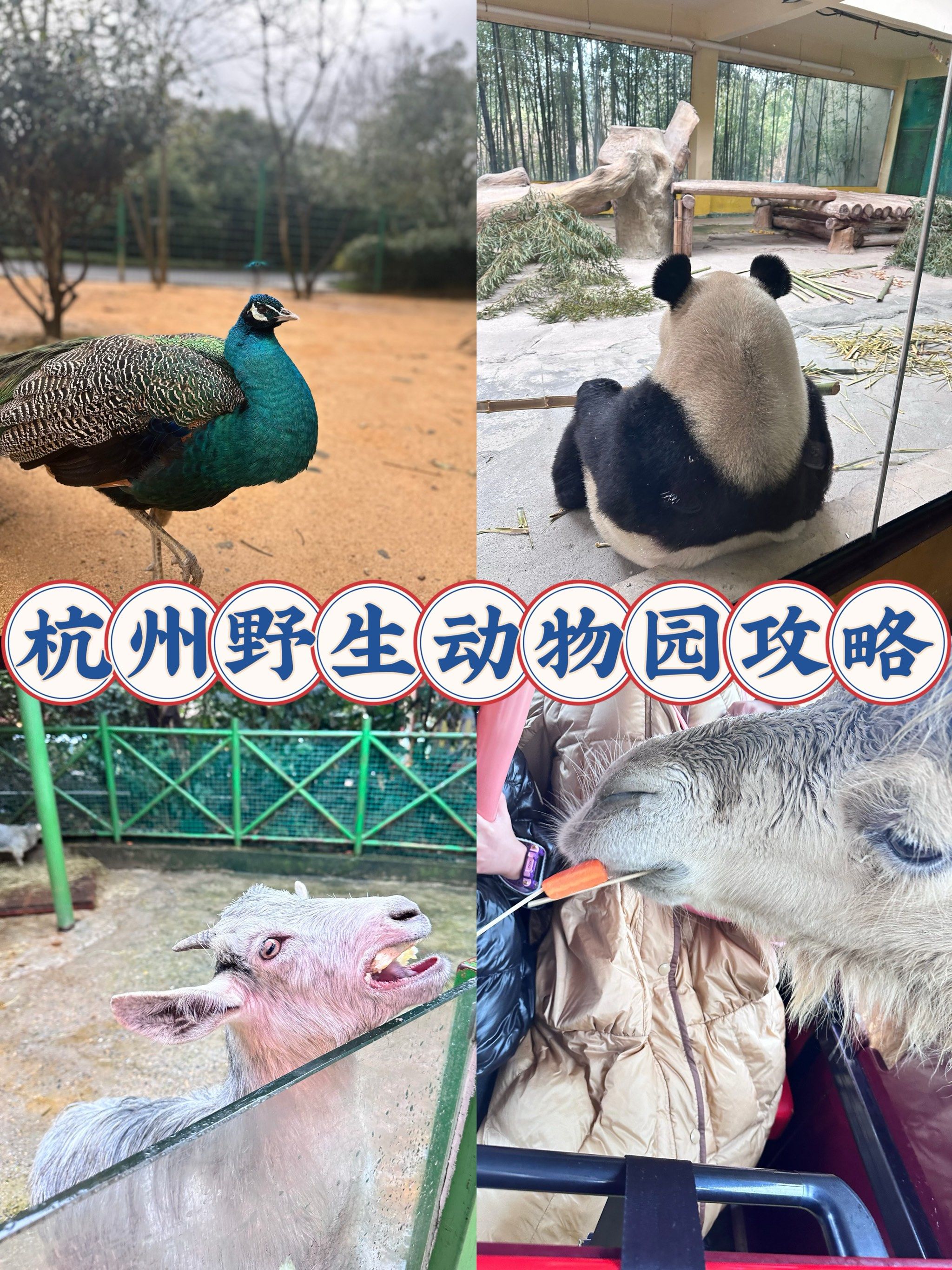 0元携娃去杭州野生动物园!