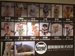 -逗柴咖啡屋·狗咖猫咖宠物桌游