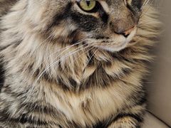 -鼓捣猫呢主题猫咖店