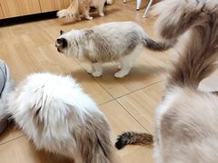 -唐小姐の私宠·宠物洗护美容·撸猫馆·购宠(周浦万达旗舰店)