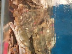 -宾朋海鲜特色美食餐厅·纯手工鲅鱼水饺(兴海路店)