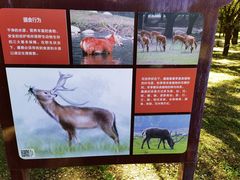 -北京麋鹿生态实验中心