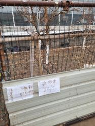 -蓝呗呗蓝莓草莓采摘园(通州区马驹桥店)