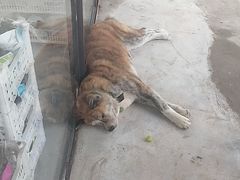 -马陆小张葡萄园农家乐