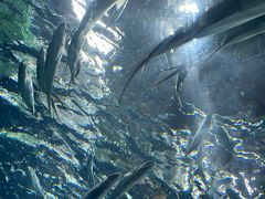 -上海海洋水族馆
