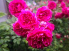 -洋湖国家湿地公园