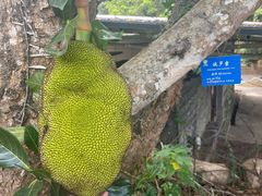 -中国科学院西双版纳热带植物园