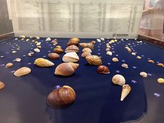 -青岛贝壳博物馆