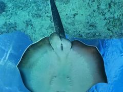 -芜湖新华联大白鲸海洋公园