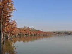 -合肥滨湖国家森林公园