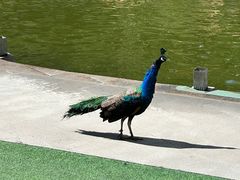 -西双版纳原始森林公园