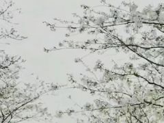 -天适樱花悠乐园