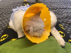 -伟伟宠物医院·CT影像中心·瑞派犬猫综合性门诊(汉口总院)