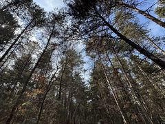 -帽儿山国家森林公园