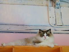 -喵屿·大理花园猫咖