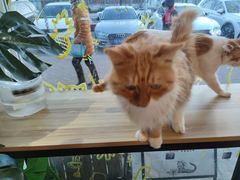 -平行世界·猫咖(首经贸店)
