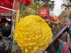 -越秀西湖花市(广州城市广场花卉店)