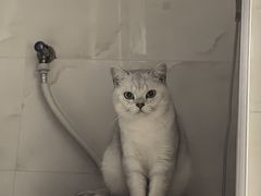 -伟伟宠物医院·瑞派猫友好医院·猫科(光谷店)