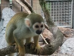 -清迈夜间动物园