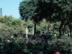 -香蜜公园