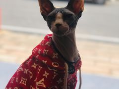 -啵啵喵·猫咖(攀华国际店)