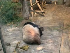 -深圳野生动物园