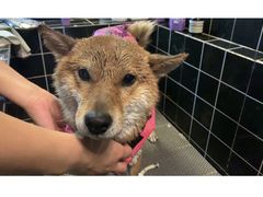 -Goku PET SHOP宠物视觉生活馆(双井店)