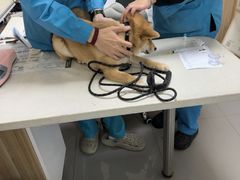 -瑞派宠物医院·24h·骨外科·皮肤科·全科宠物医疗转诊中心(沈阳浑南院)