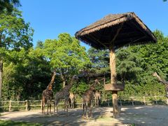 -上海野生动物园