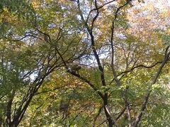 -北京上方山国家森林公园