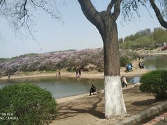 -丁香湖公园