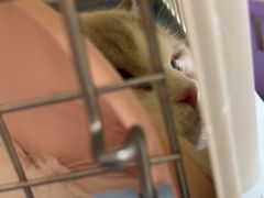 -瑞派康怡24h宠物医院·犬猫医疗中心·微创绝育(瑞景分院)