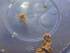 -阊门姚记豆浆(旧学前直营店)