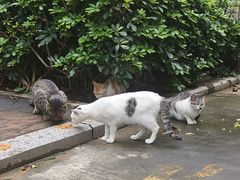 -狐尾山公园
