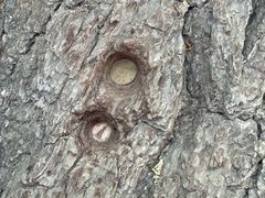 -少林寺欢喜地素斋馆