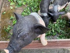 -昆山城市生态森林公园