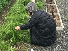 -田园东方蜜桃村的田野营地