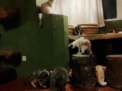 -猫猫幼稚园·撸猫·桌游·电玩