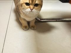 -艾贝尔宠物医院 ·内科全科(梁溪路店)