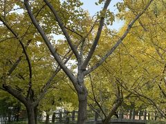 -上海共青森林公园